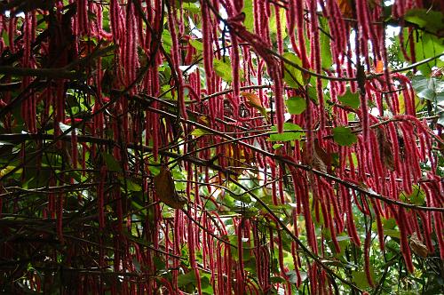 Red Hot Cat Tails